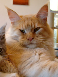 cream smoke Maine Coon Kater Toffee